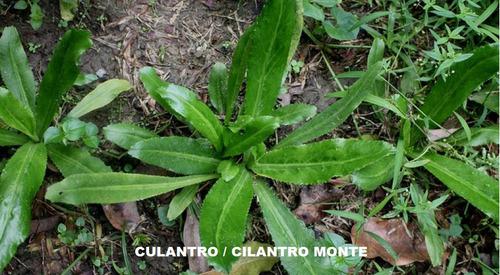 Semillas Plantas Aromática Culantro Flores Jardin Paquetico