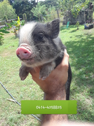 Cerditos Vietnamitas (mini Pig O Cerdo Enano)
