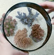 Eshopps Lupa Acrilico Para Visualizar Tus Corales 16 Diametr