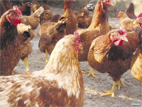 Gallinas Ponedoras Y Criollas