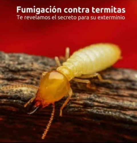 Fumigaciones Y Control Profecional De Termitas Y Comejen