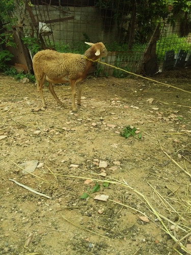 Ovejo Macho Pequeño Para Padrote West Africa