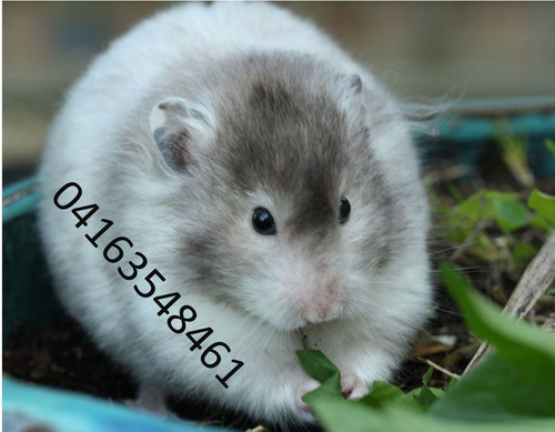 Hermosos Roedores Hamster