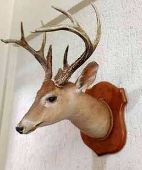 Cabeza De Siervo O Venado Disecada. Taxidermia