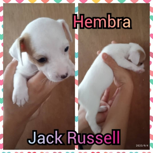 Bello Cachorro Jack Russell