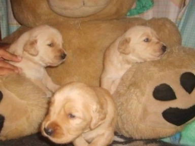 Bellos Cachorros Golden