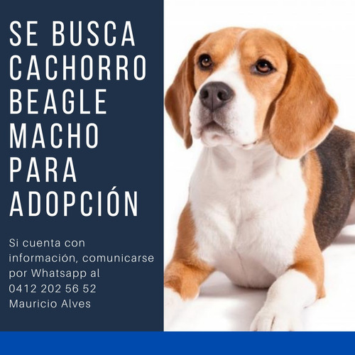 Busco Beagle