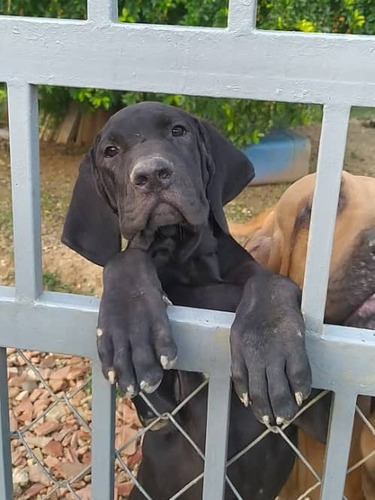 Cachorro Fila Brasilero Negro 4 Meses