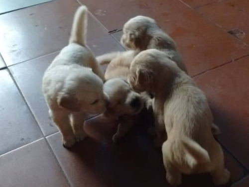 Cachorros Golden