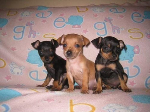 Cachorros Perros Perritos Pincher Miniatura Pequeño 2meses