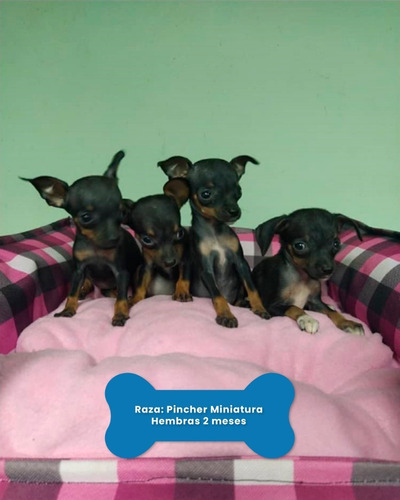 Hermosos Doberman Pincher Miniaturas, Garantizados!!!