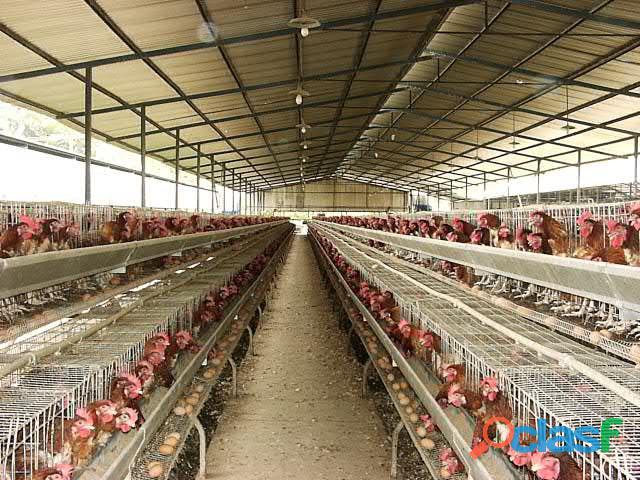 GALLINAS PONEDORAS ISA BROWN