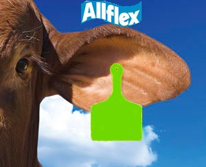 Aretes Para Ganado / Bufalos (10 Und) Allflex Usa