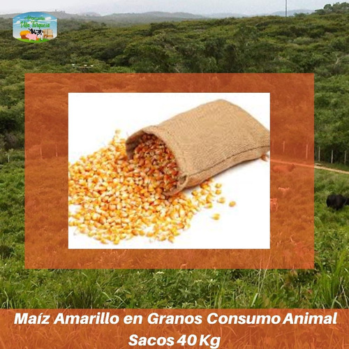 Alimento Para Animales / Maiz Amarillo En Granos Saco 40 Kg