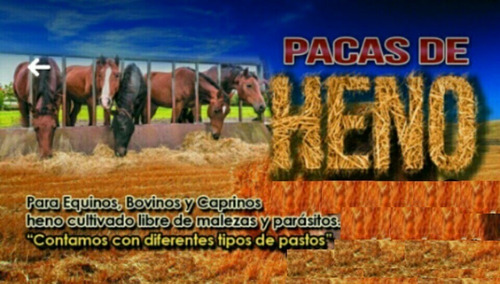 Pacas De Heno Bermuda Venta Directa ** Muy Buen Precio **