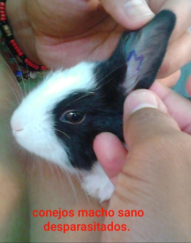 Conejos Domestico Manual Pdf Sanos.