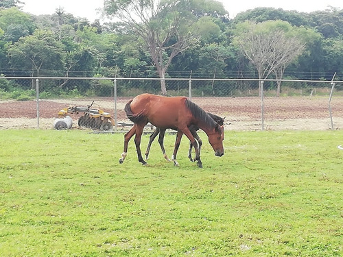 Caballo Yegua