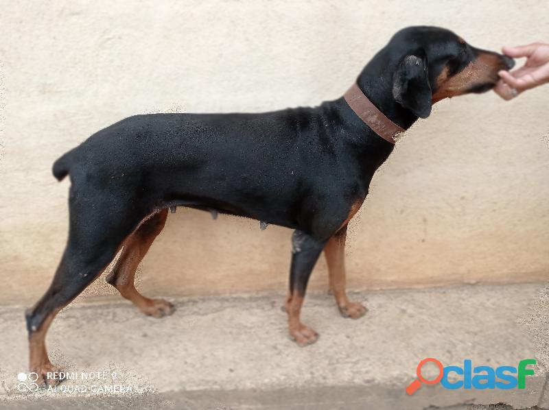 Se busca perro Macho Doberman. Para la monta