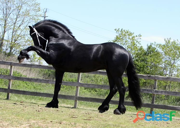 INCREÍBLE Y ENERGÉTICO CABALLO FRISO EN VENTA.