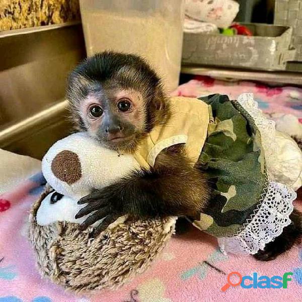 Monos capuchinos bien entrenados para la venta