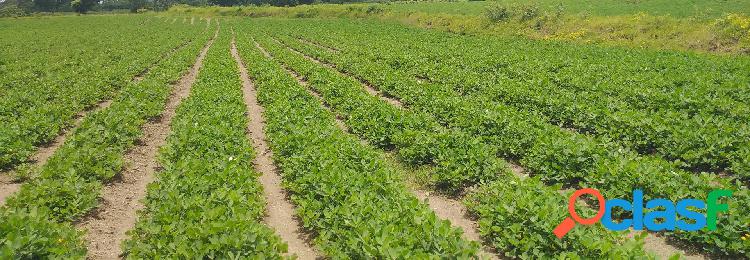 SE VENDE FINCA 350 MZ AGRICOLAS. POTOSI CHINANDEGA.