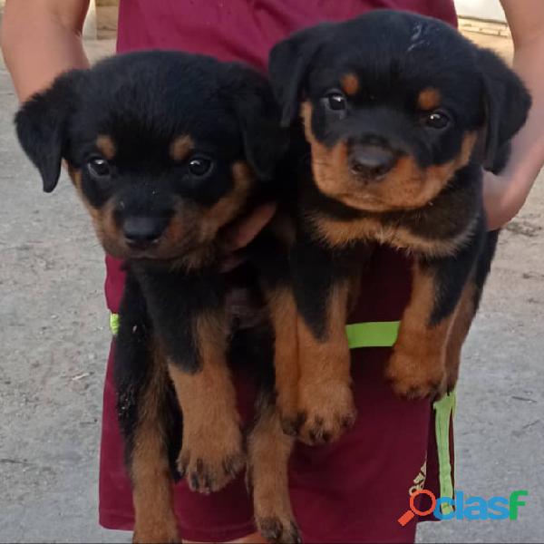 Venta de cachorros rottweiler con todas sus vacunas