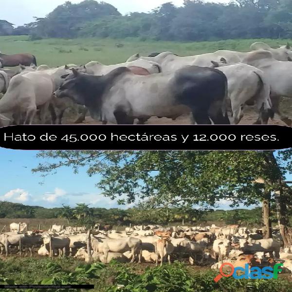 Hato en venta Apure 45.000 hectáreas y 12.000 reses en San