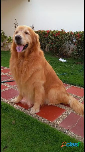 Busco novia Golden Retriever