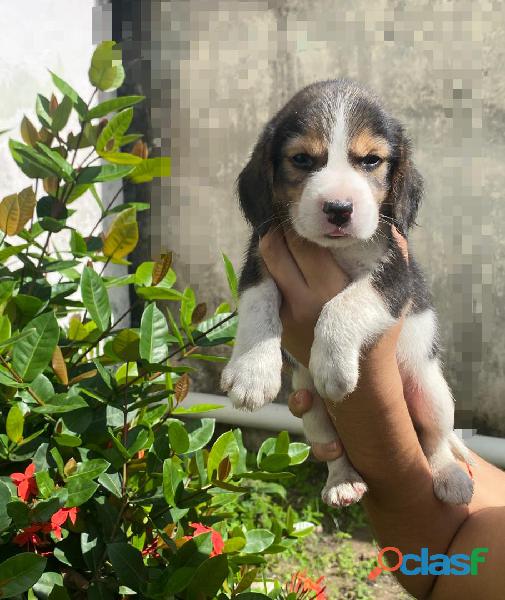 Hermosa cachorrita beagle ingles