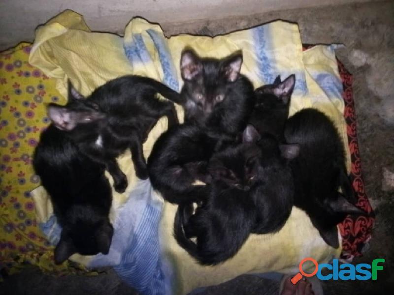 Se dan en adopción 7 gaticos negros.