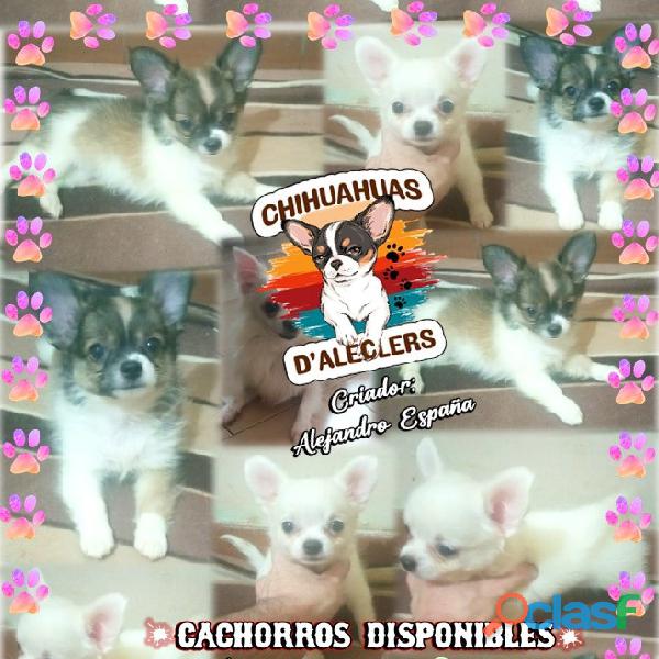 Lindos cachorros Chihuahua
