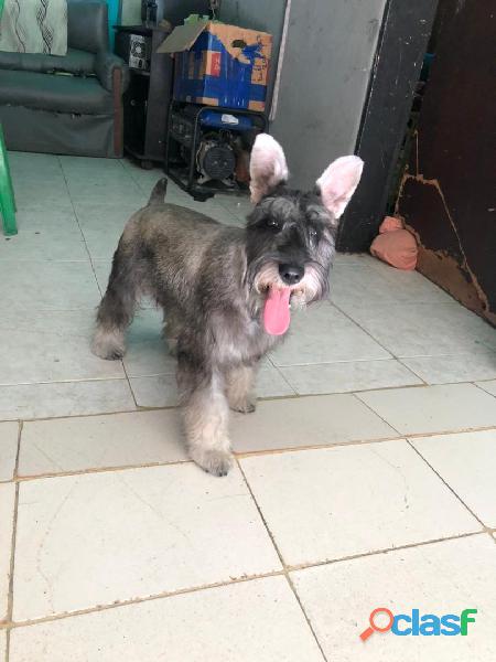 Perro Schnauzer busca novia