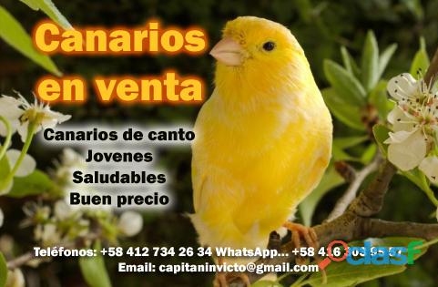 Se venden canarios y otras aves a buen precio