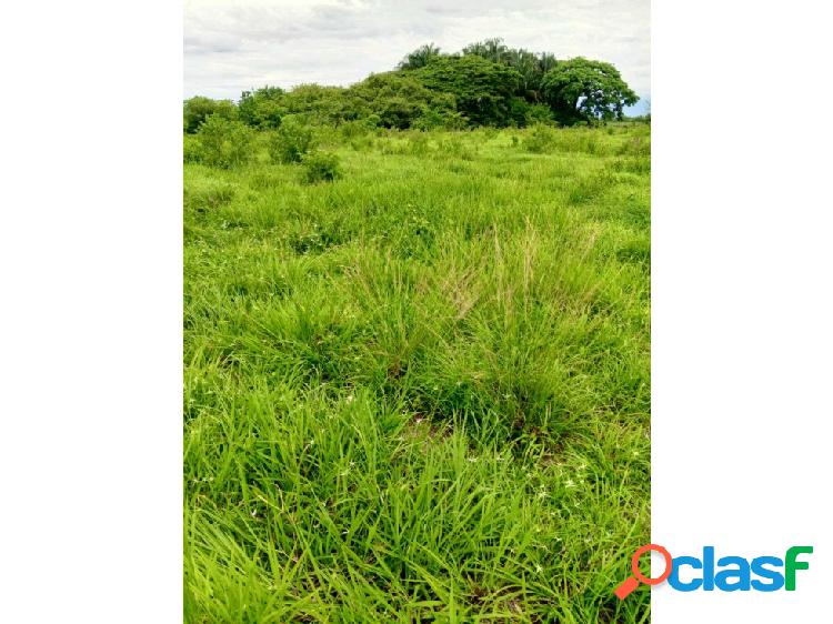 En Venta FINCA 207 héctareas vía la LUZ, Barinas