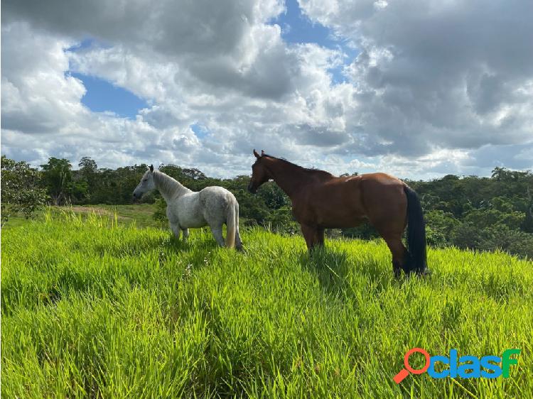 Finca de 7ha Via Higuerote Un Paraíso para Producir y