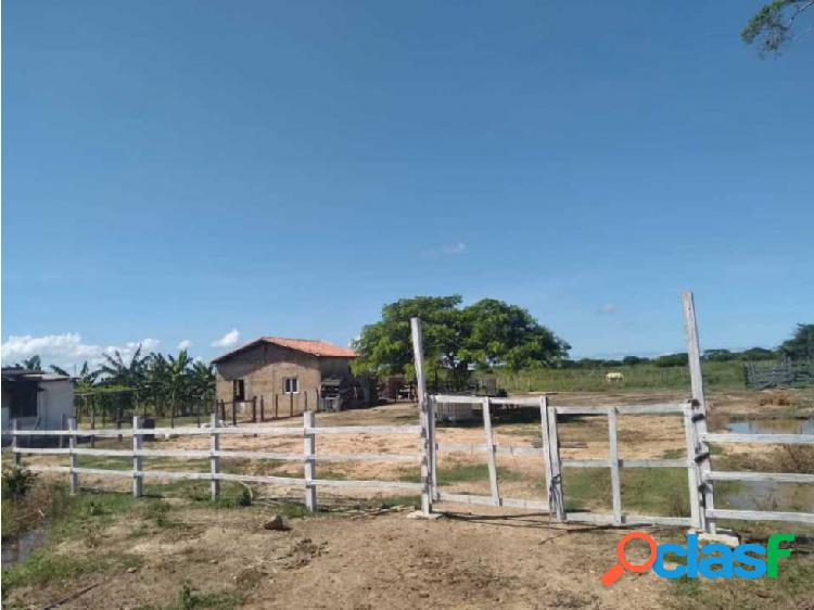 MINIFINCA EN CHICHIRIVICHE CON ELECTRICIDAD Y AGUA.