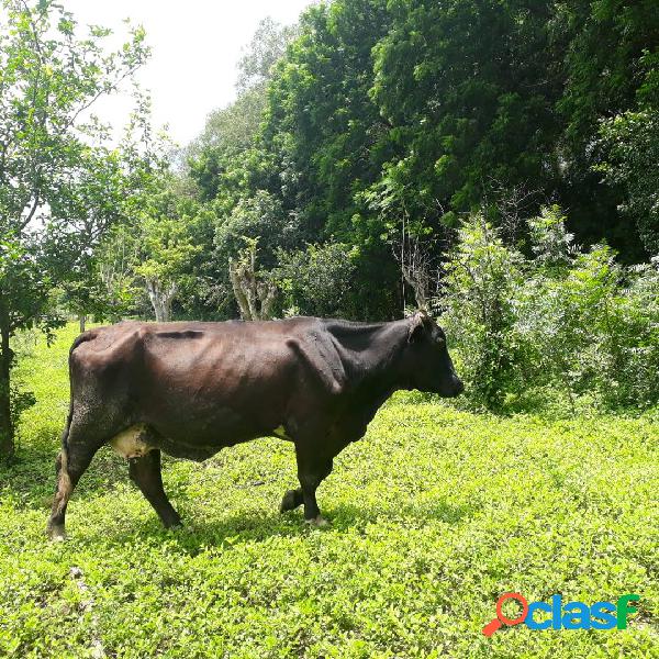 VENTA FINCA AGRICOLA Y GANADERA 1,100 mz. CARRET.